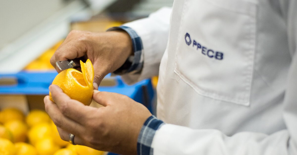 Importance of US market for South African produce – PPECB