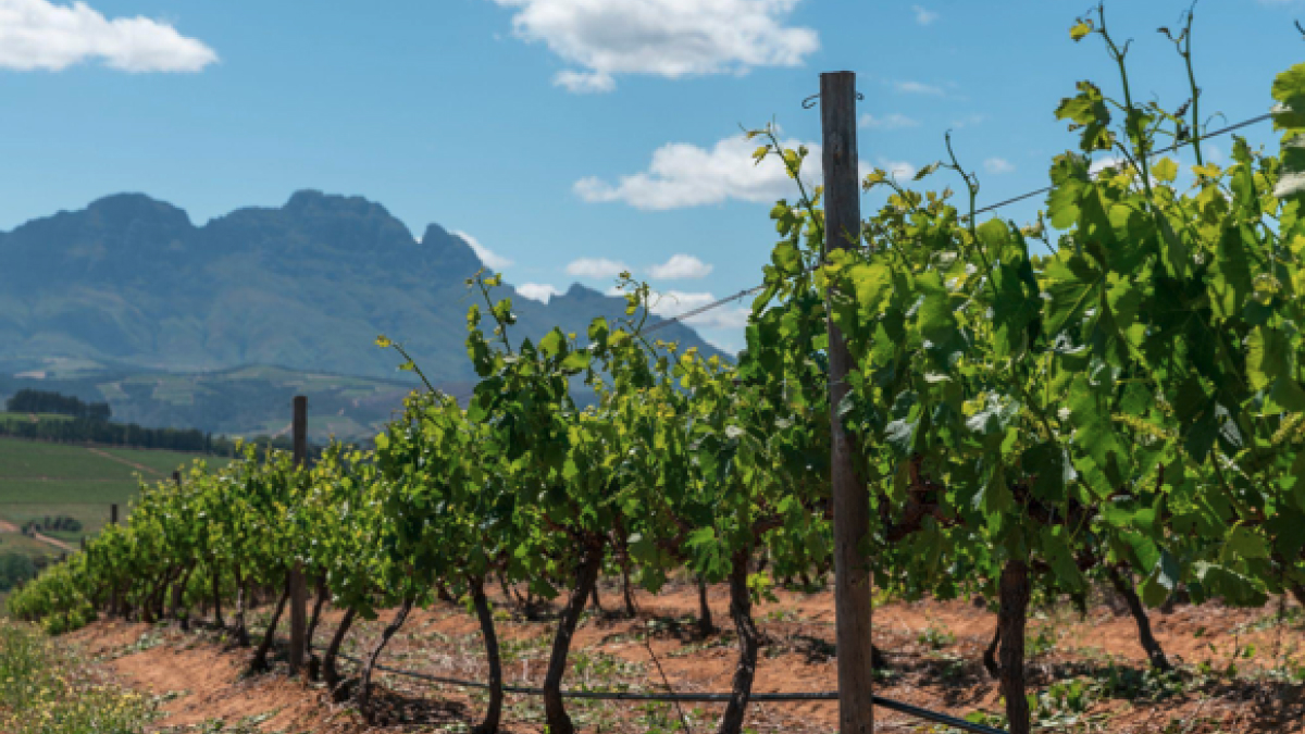 Western Cape wine industry urged to adopt irrigation automation